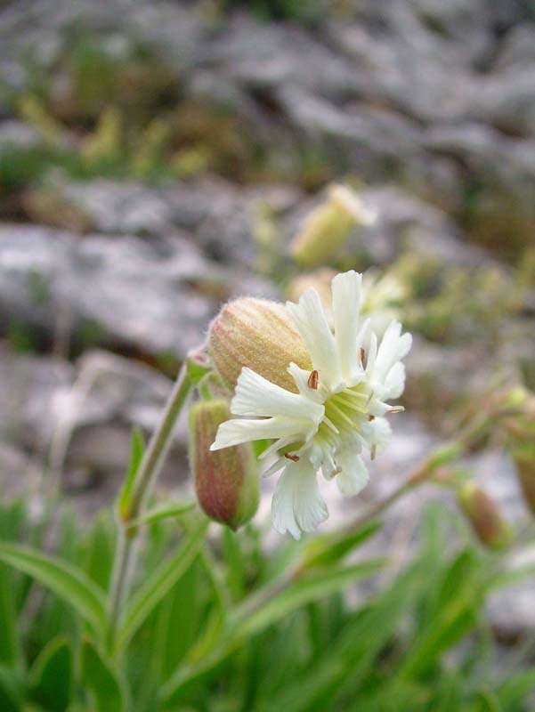 Silene lanuginosa / Silene lanuginosa